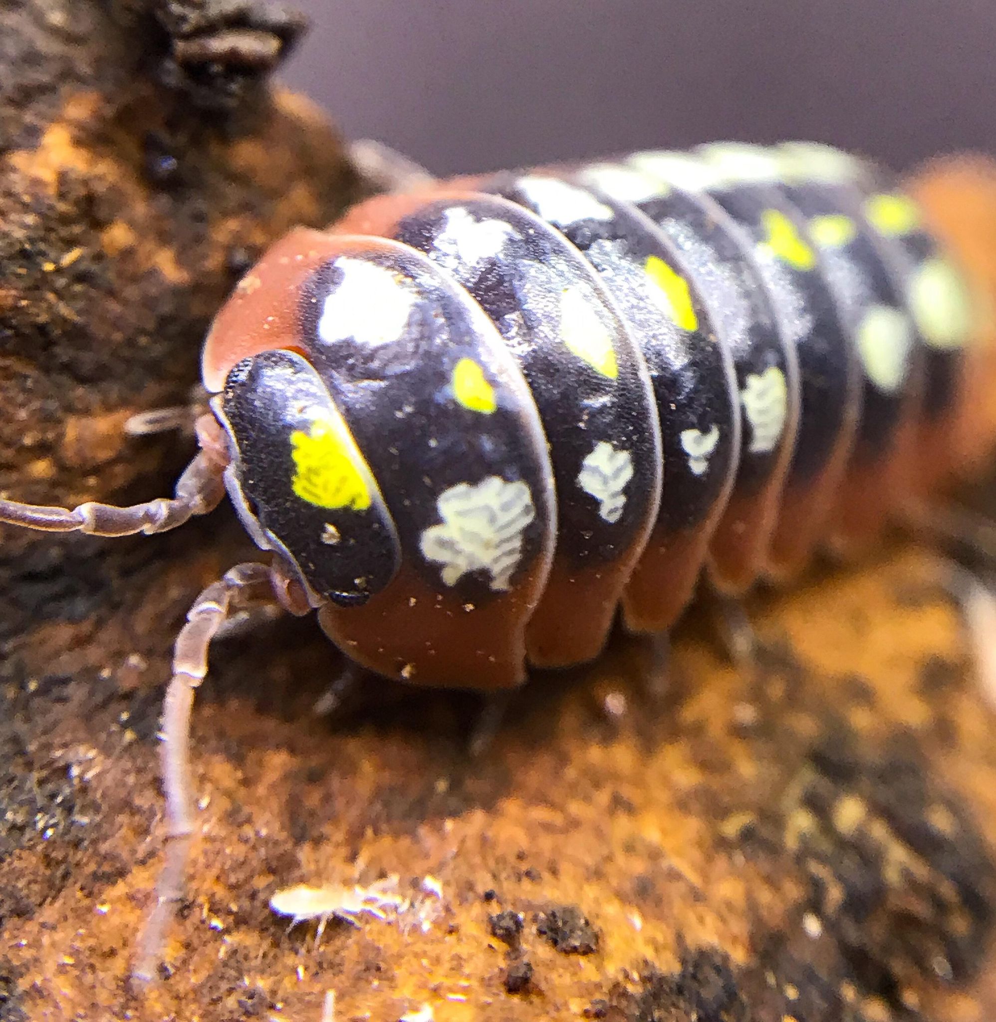 Armadillidium Kluggi 'Montenegro' (Clown Isopods) – Exotics Unlimited