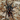 Hapalopus sp "Fire Patch" Tarantula 0.25-0.5"
